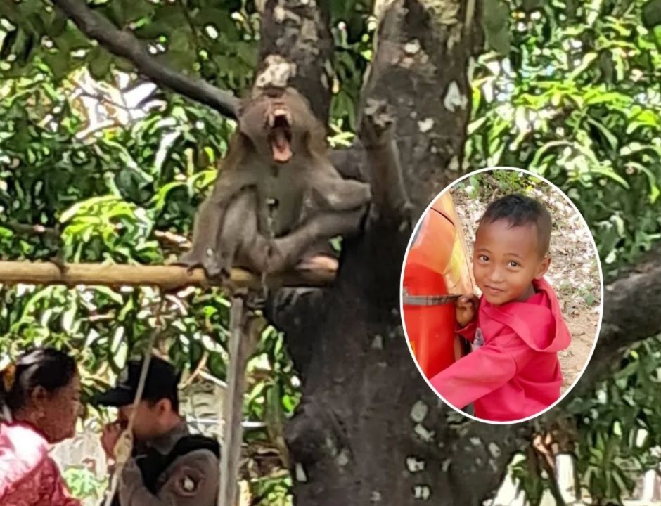 Criança morre após macaco de estimação da família perfurar s