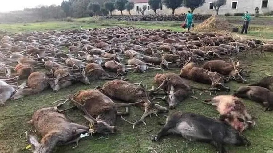 Caçada que matou 540 veados e javalis em Portugal tem investigação ...