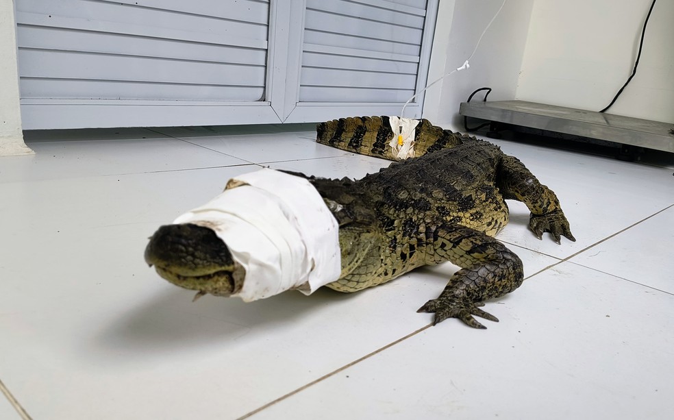 Cuidados. Filhote no Centro de Recuperação de Animais Silvestres, da Estácio — Foto: Divulgação