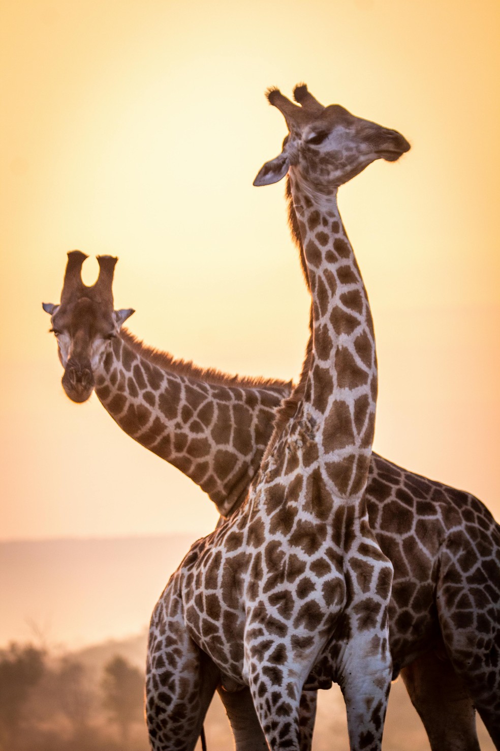 Girafas no Parque Nacional Kruger, que fará cem anos em 2026, na África do Sul — Foto: Reprodução/Pexels/Elliot Connor