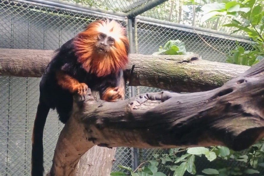 Mico-leão-de-cara-dourada, novo morador do BioParque do Rio