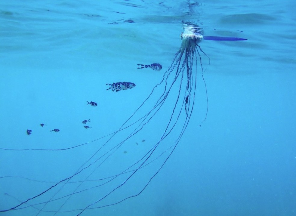 Caravelas-portuguesas apresentam filamentos de até 30 metros de comprimento — Foto: Reprodução / X