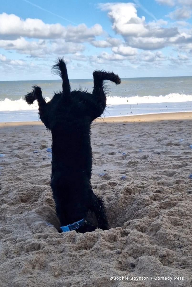 Cachorro brinca na areia da praia — Foto: Comedy Pet Photo Awards/Sophie Boynton