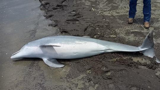 Autoridades investigam caso de golfinho morto a tiros em praia dos Estados Unidos