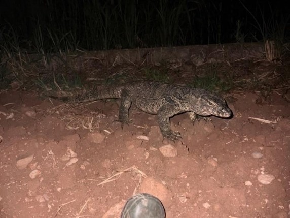 Lagarto gigante desaparecido mobiliza buscas e leva cidade da Itália a restringir circulação de pedestres