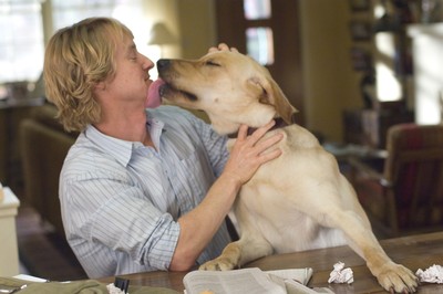 Cães sabem se uma pessoa é familiar, e segredo está na voz humana; entenda