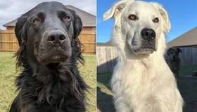 Cachorro de pelo preto fica completamente branco por causa de vitiligo