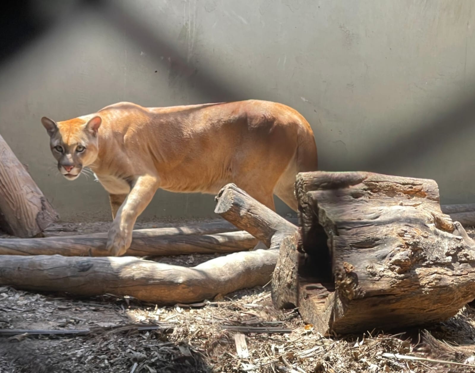 Surto de Tuberculose Fecha Centro de Animais Silvestres no RJ