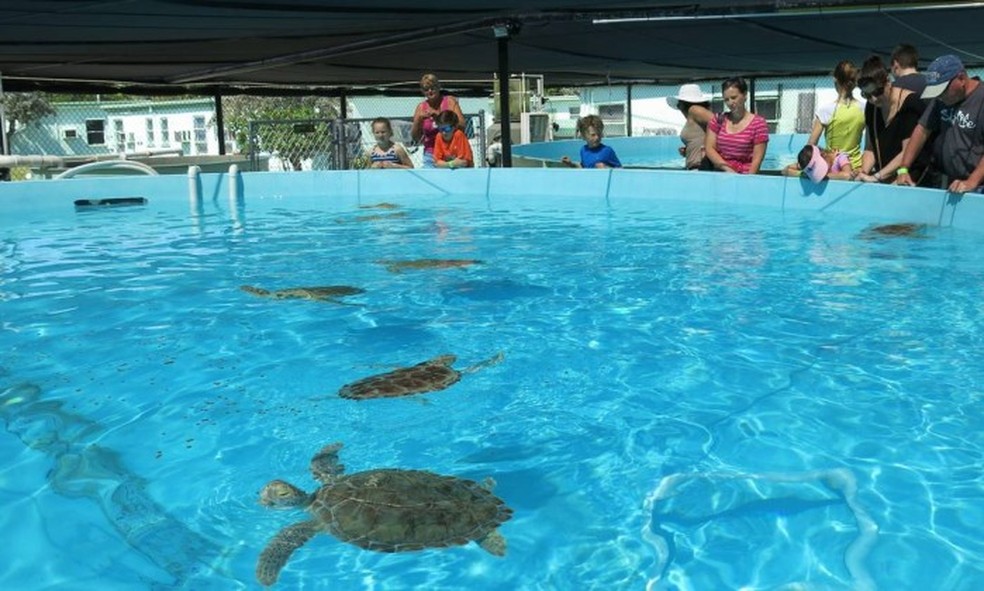 O Turtle Hospital, em Marathon, recupera tartarugas feridas — Foto: Carolina Mazzi/O Globo