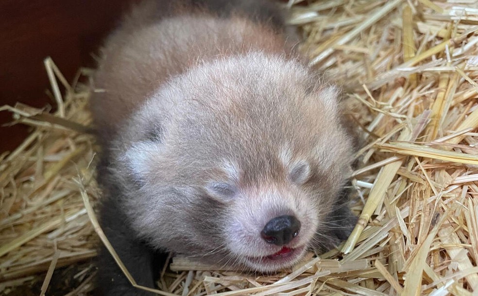 Filhotes De Panda Vermelho