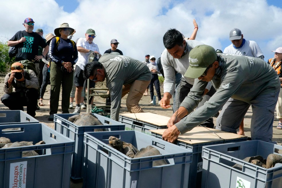 Dezenas de tartarugas-gigantes são reintroduzidas em Galápagos, de