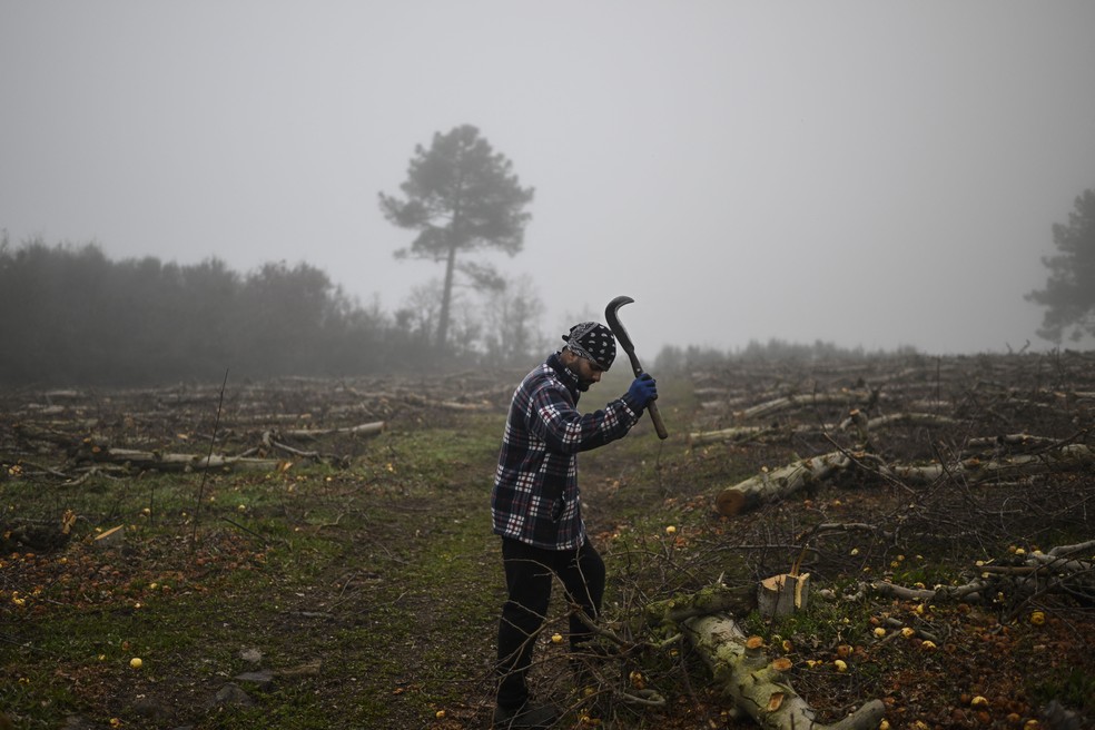 Indiano trabalha em um pomar de maçãs em Carrazeda de Ansiaes, norte de Portugal — Foto: Patricia de Melo Moreira/AFP