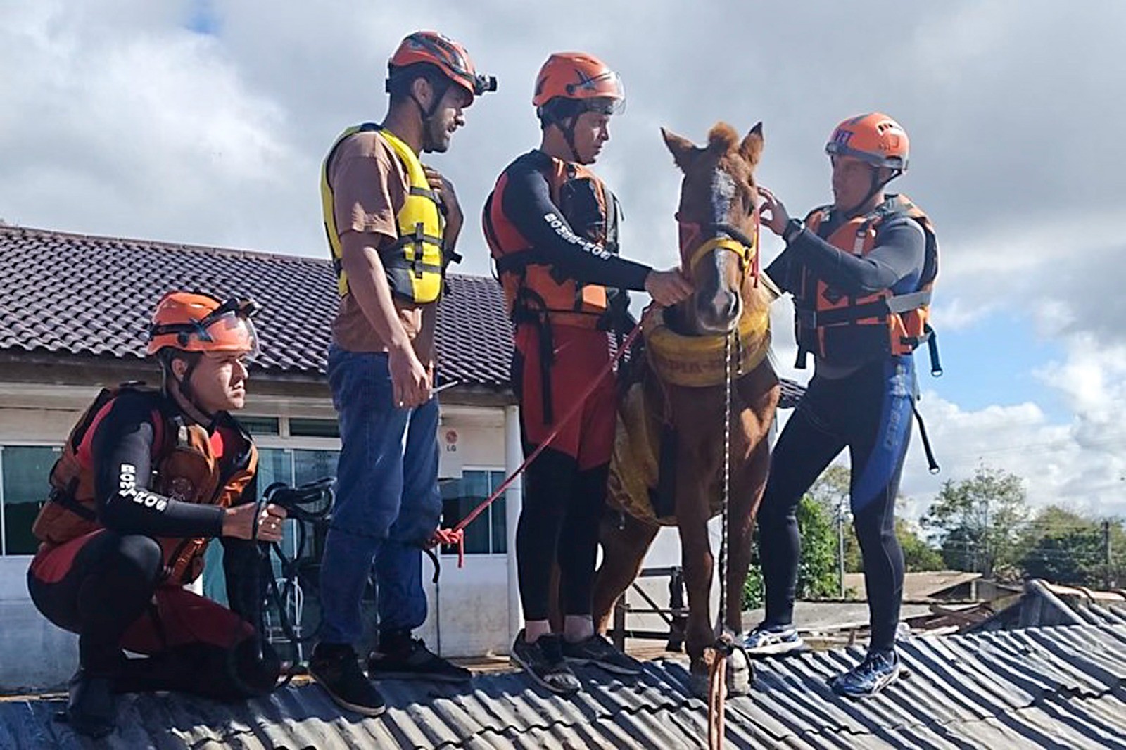 Bombeiros resgatam cavalo ilhado por causa das chuvas — Foto: Divulgação