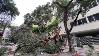 Fallen tree on Calle Brujoes de Carvalho in front of number 245 — Photo: Ana Branco
