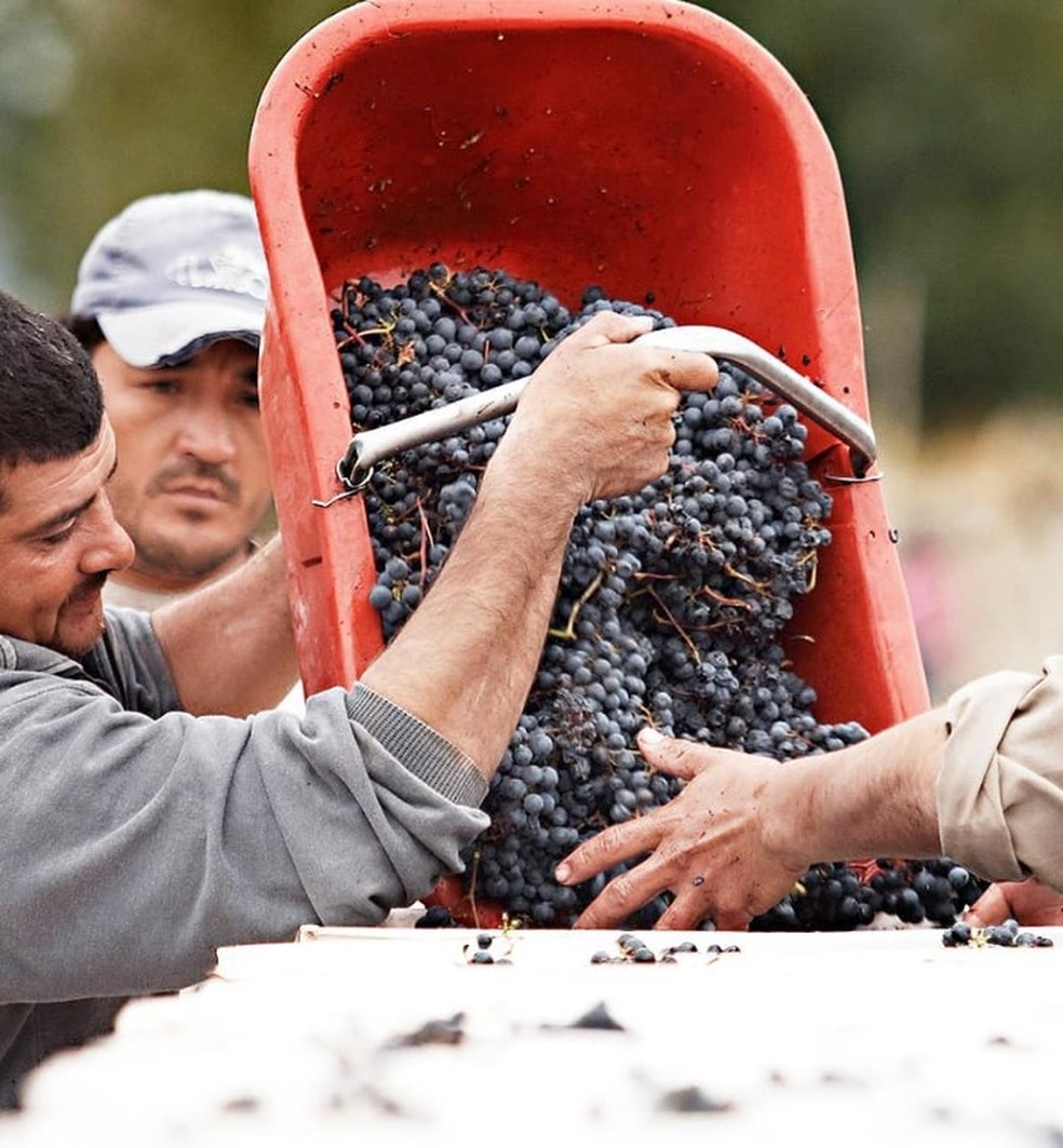 Vindima na Viña Cobos, em Mendoza — Foto: Divulgação Viña Cobos