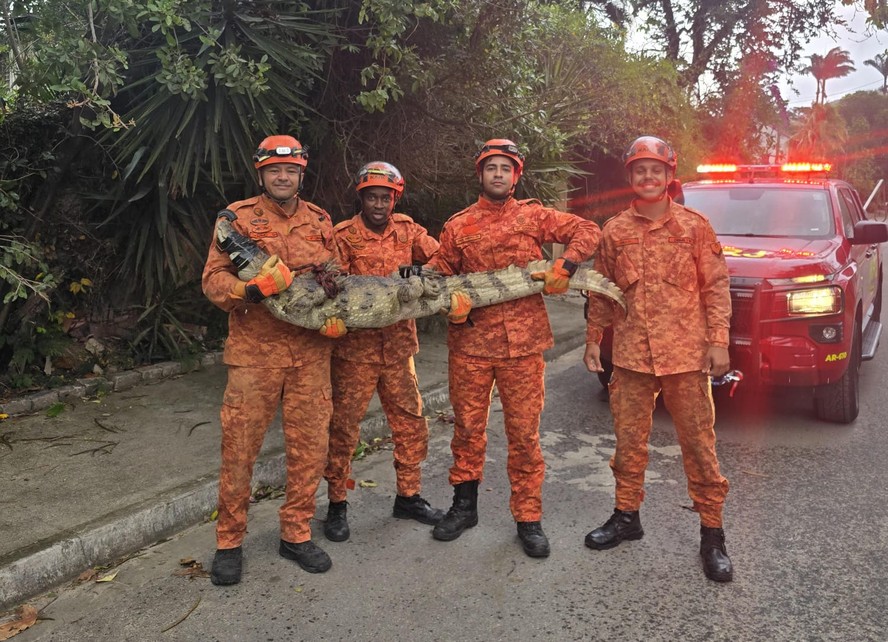 Jacarés em áreas urbanas de Niterói: 'De alguma forma eles também estão ...