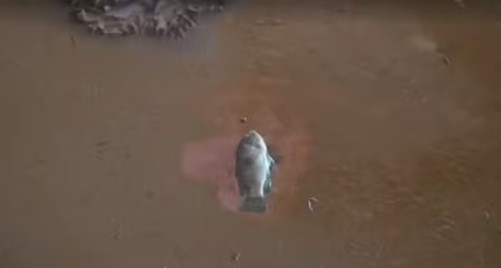 Peixe encontrado dentro do Beira-Rio durante limpeza — Foto: Reprodução/GloboNews