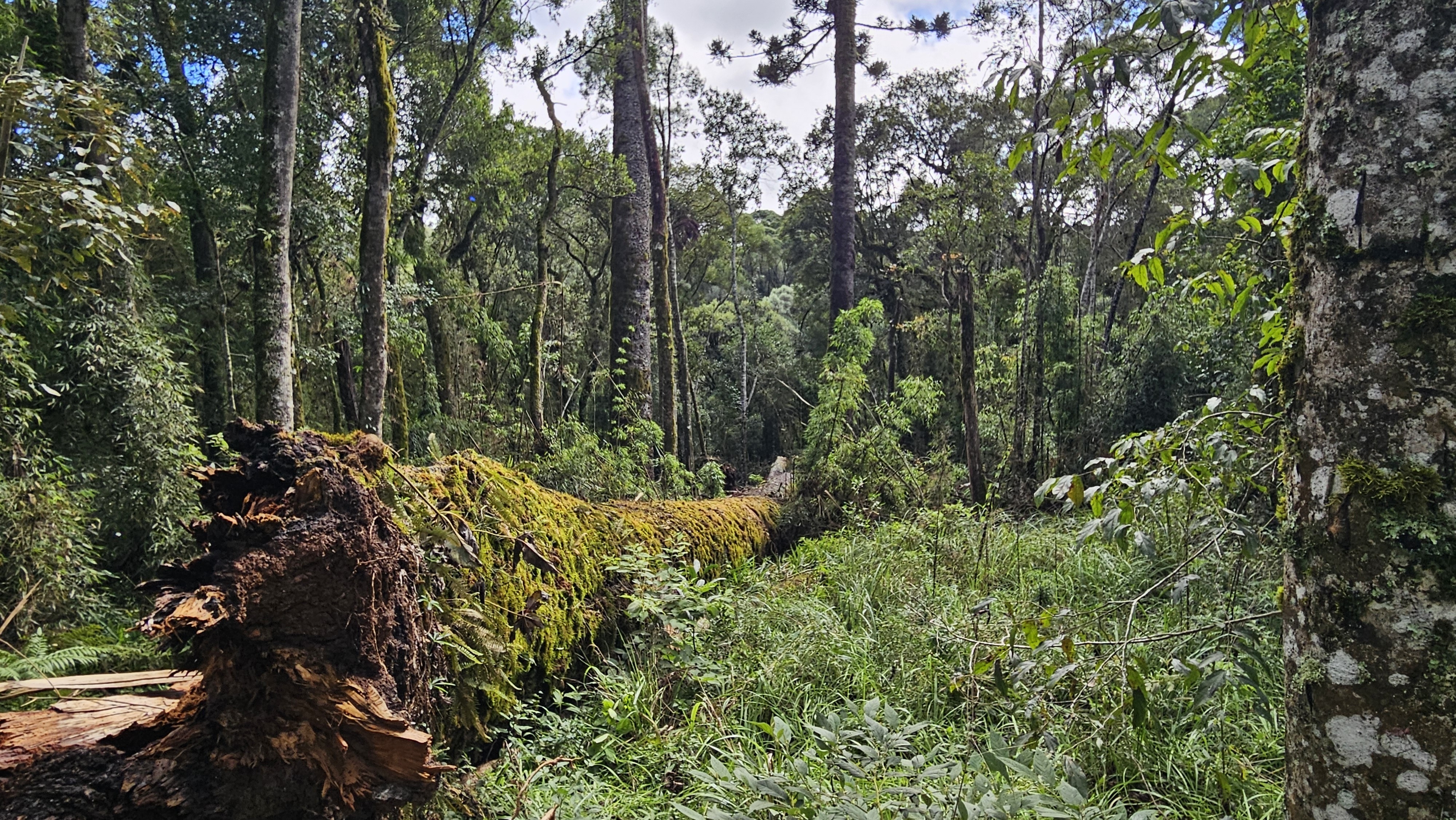 Fóssil de árvore revela segredos geológicos de 300 milhões de anos na Europa
