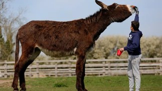 Derrick, o burro (Reino Unido) — com 167 cm de altura, vive no Santuário de Burros Radcliffe, em Huttoft (Lincolnshire), e passa a ser oficialmente o burro vivo mais alto. — Foto:  Divulgação/Guinness World Records
