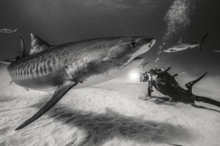 Tubarão Tigre morde flash de fotógrafo brasileiro nas Bahamas