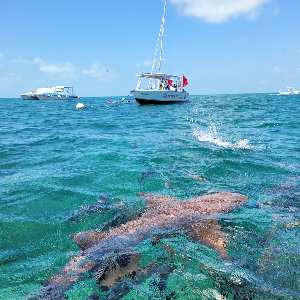 Tubarões-lixa se aproximam dos barcos turísticos na Shark Ray Alley, na reserva marinha de Hol Chan, perto de San Pedro, em Belize — Foto: Eduardo Maia / O Globo