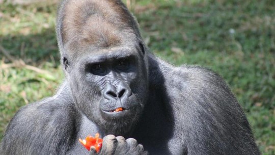 Gorilas do zoológico de Belo Horizonte serão transferidos para São Paulo; entenda