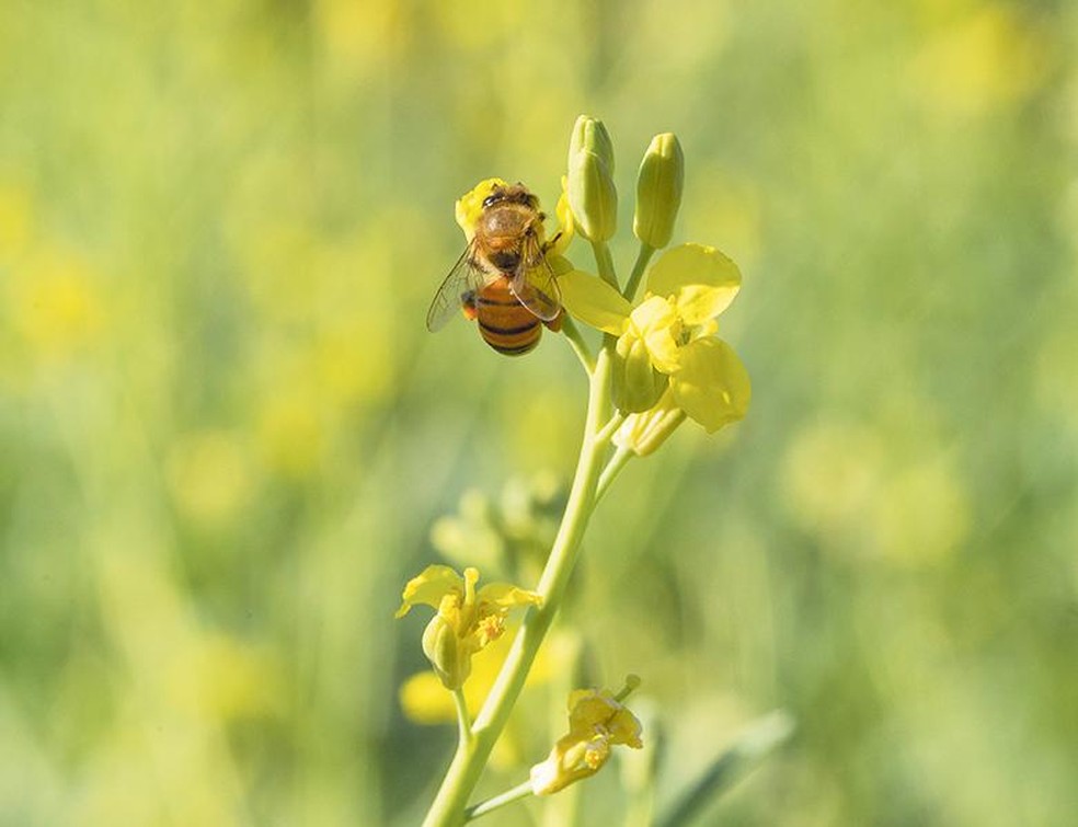 Carinata is an oilseed, that is, a plant that produces oil, which can be used in the production of biofuels, including SAF, a sustainable aviation fuel — Photo: Disclosure