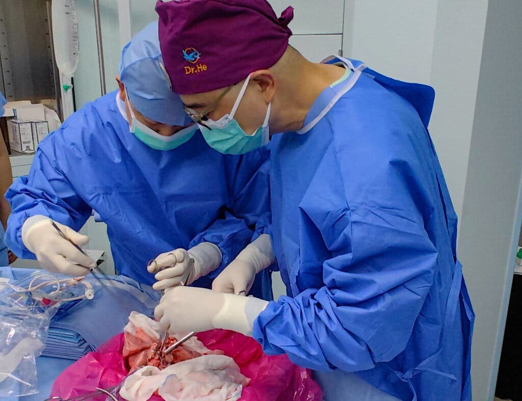Cientistas realizam 1º transplante de pulmão de porco para humano; entenda os desafios do xenotransplante