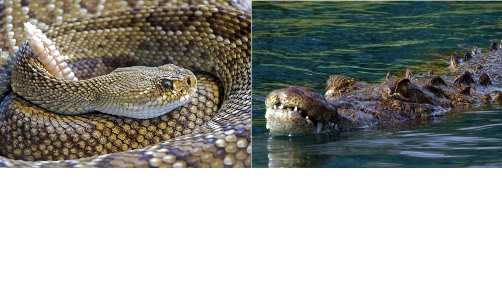 Índia avalia usar cobras e crocodilos para proteger fronteira com Bangladesh