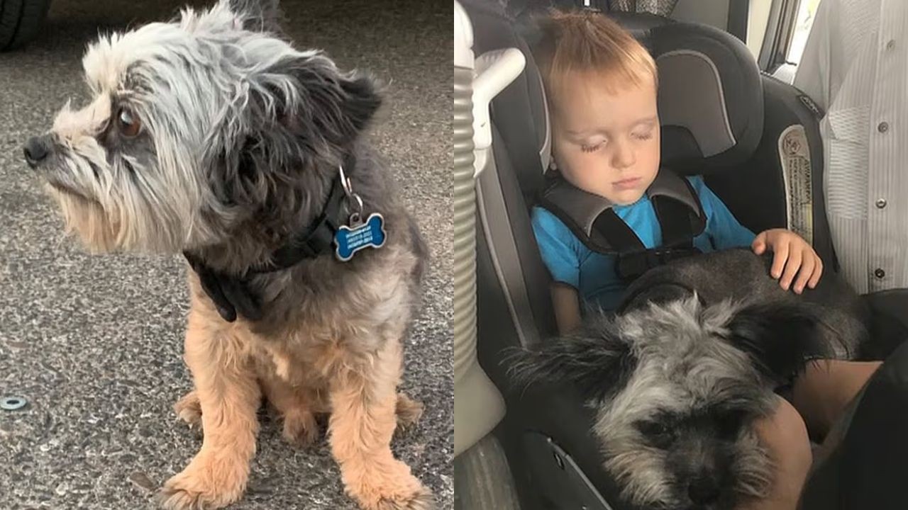Cão desaparece durante banho e tosa e é encontrado mais de quatro anos depois nos EUA