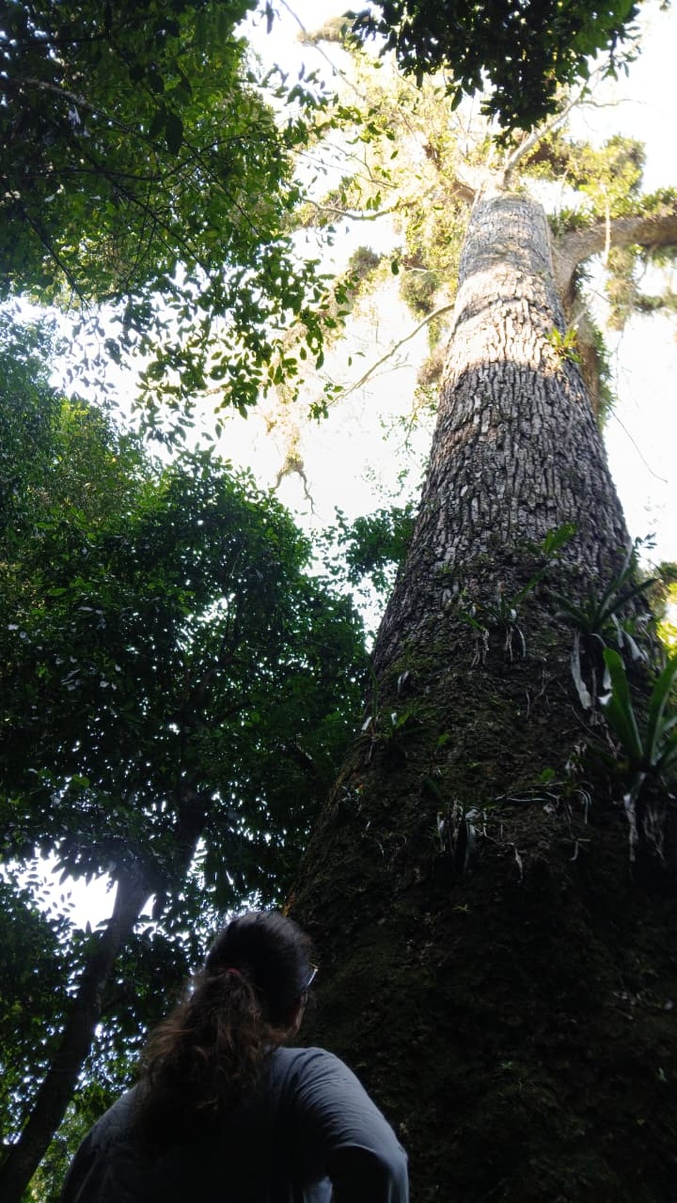 A pesquisadora da Fiocruz observa a altura da árvore: equivalente a um prédio de 13 andares — Foto: Divulgação/Fiocruz