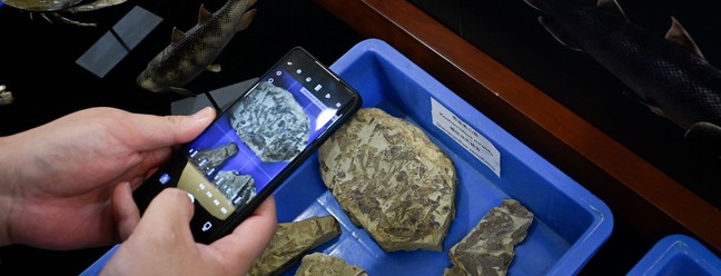 Pesquisadores apresentam f&oacute;sseis de peixes encontrados na China &mdash; Foto: Wang Zhao / AFP
