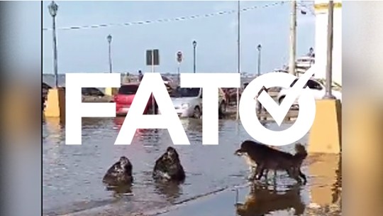 É #FATO que leões marinhos interagiram com cães durante enchente no RS, como mostra vídeo que viralizou