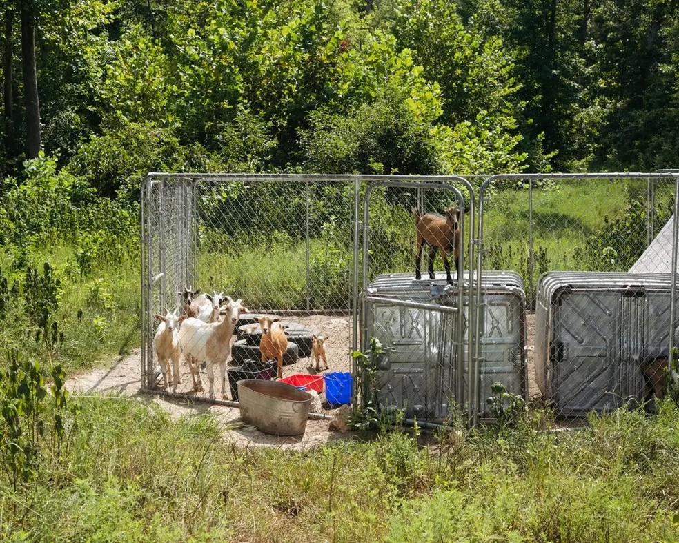 Logo abaixo de um riacho no complexo há um curral com cabras leiteiras, tanto mães quanto filhotes — Foto: Whitten Sabbatini / The New York Times