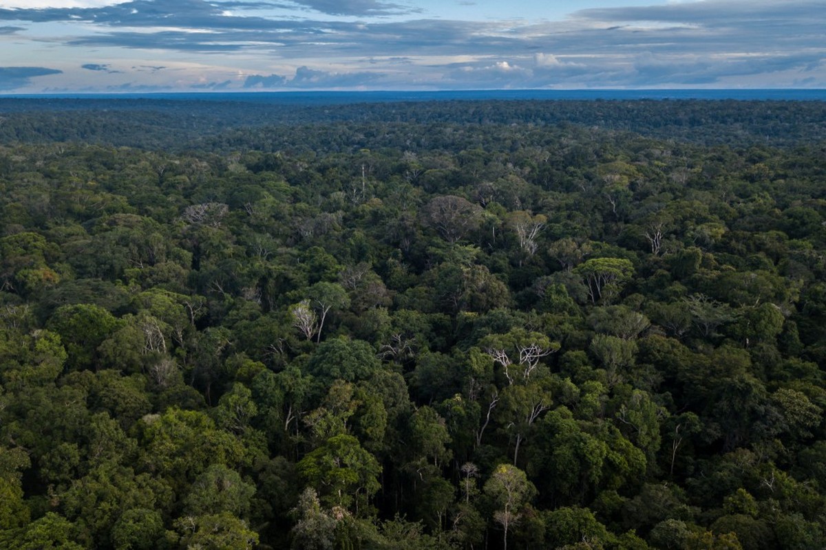 Não temos tempo a perder: Amazônia já
