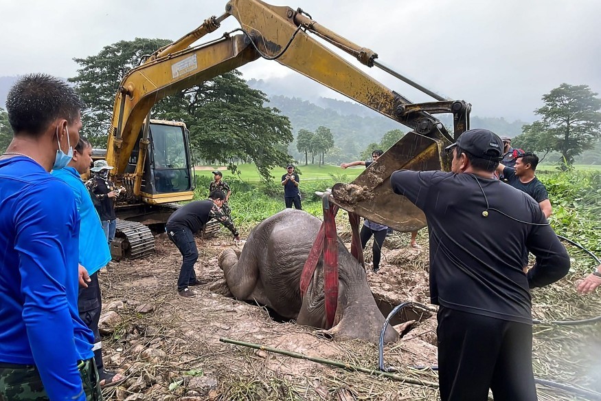 Elefante foi resgatada de buraco de esgoto na Tailândia — Foto: AFP