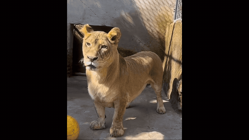 Le&atilde;o de patas curtas viraliza nas redes sociais ap&oacute;s virar atra&ccedil;&atilde;o em zoo chin&ecirc;s; v&iacute;deo