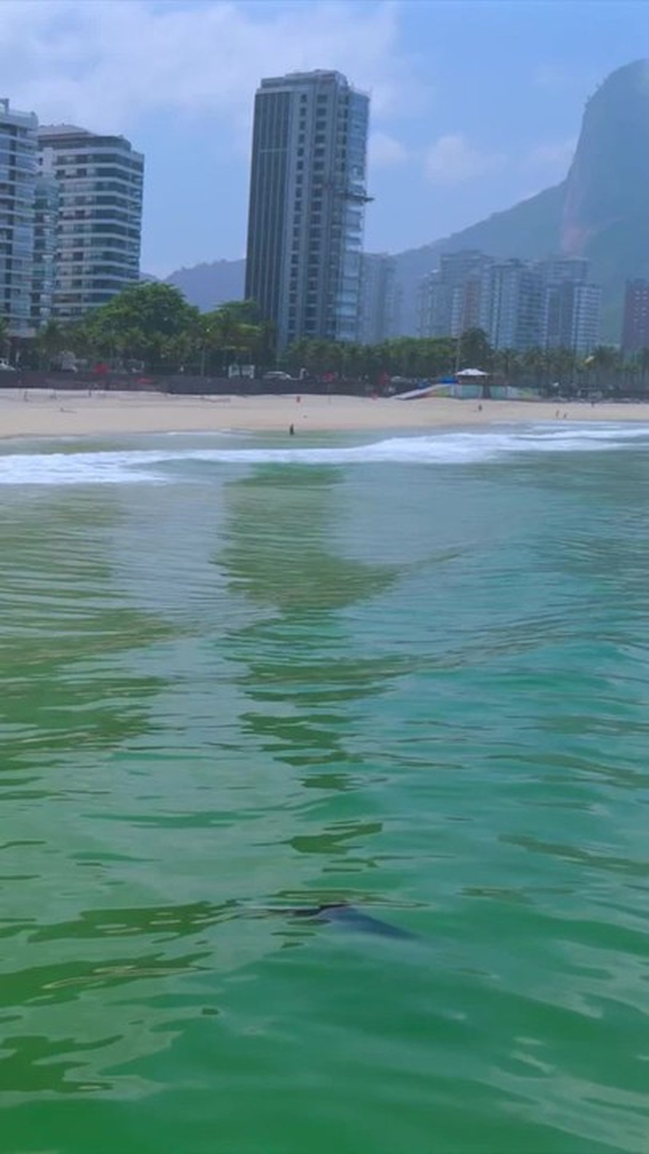 Vídeo: raia ‘voa’ no mar de São Conrado e surpreende fotógrafo: 'Saltos espetaculares'