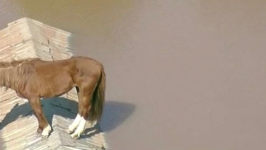 Chuvas no RS: Cavalo fica ilhado em telhado em meio a inundação em Canoas