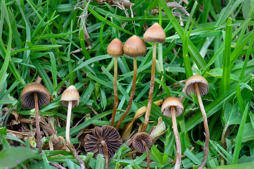 Cogumelos Psilocybe mexicana, uma das espécies com presença de psilocibina, crescem em gramado