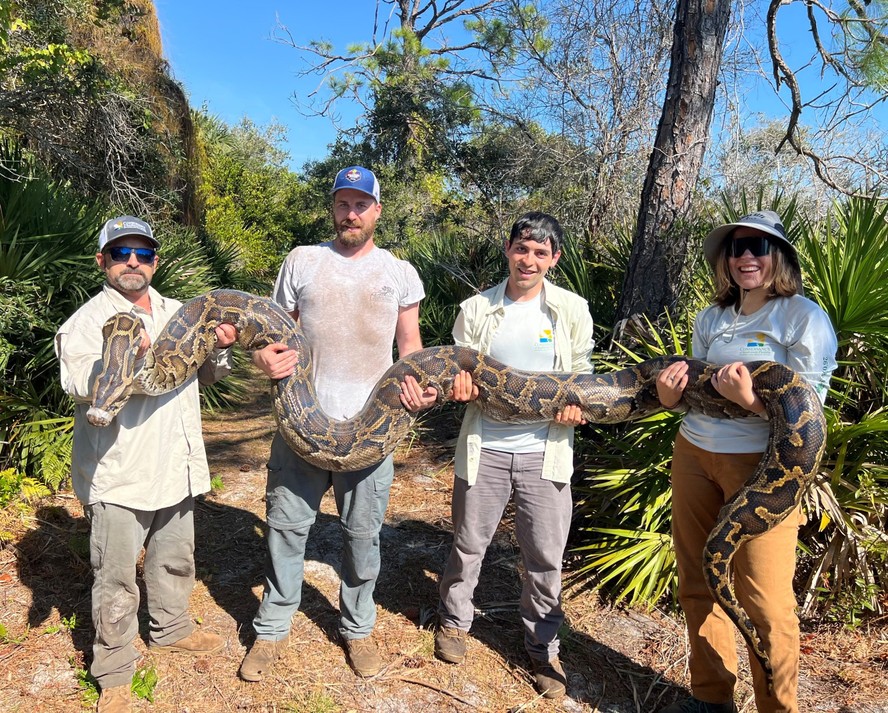 Conservancy of Southwest Florida removeu 177 pítons na Flórida; espécie é invasora na região e ameaça o equilíbrio do ecossistema local
