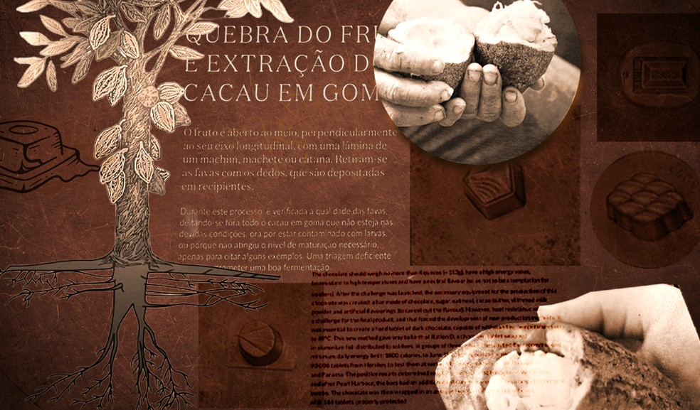 Os frutos do cacaueiro nascem no tronco — Foto: Editoria de Arte
