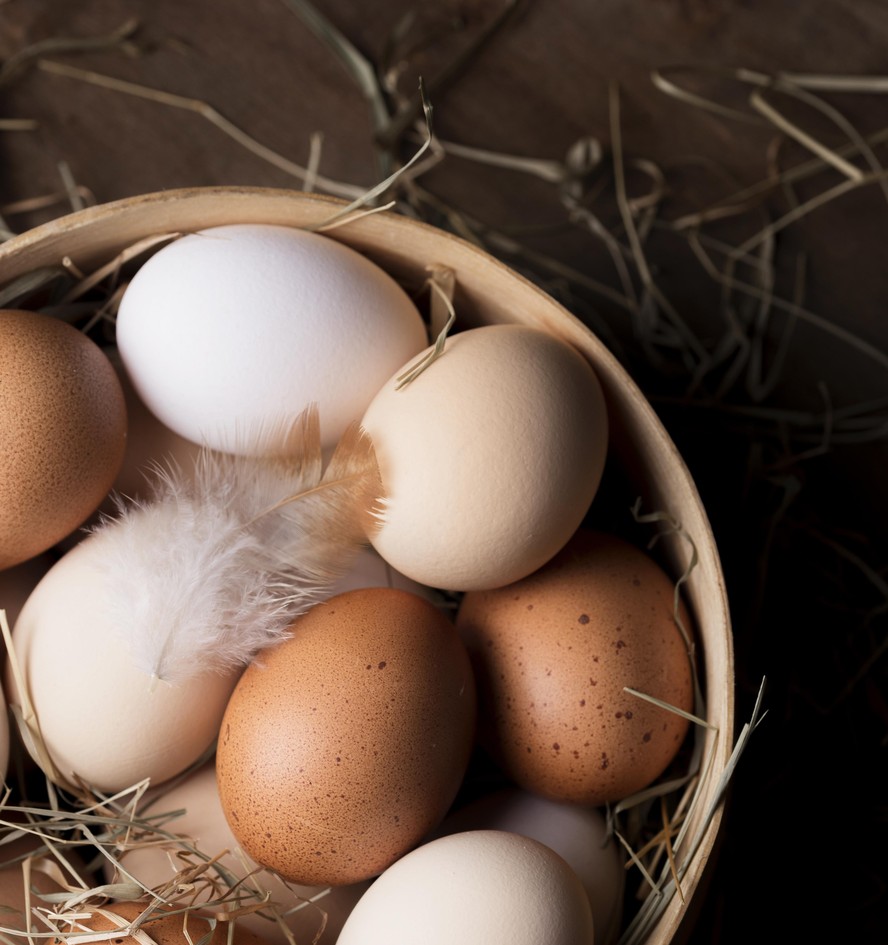 Especialista diz que qualidade da ração da galinha é que diferencia a quantidade de proteína, gordura e vitaminas presentes no ovo