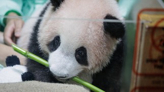 Conheça 'Rio', primeiro panda-gigante nascido na Indonésia