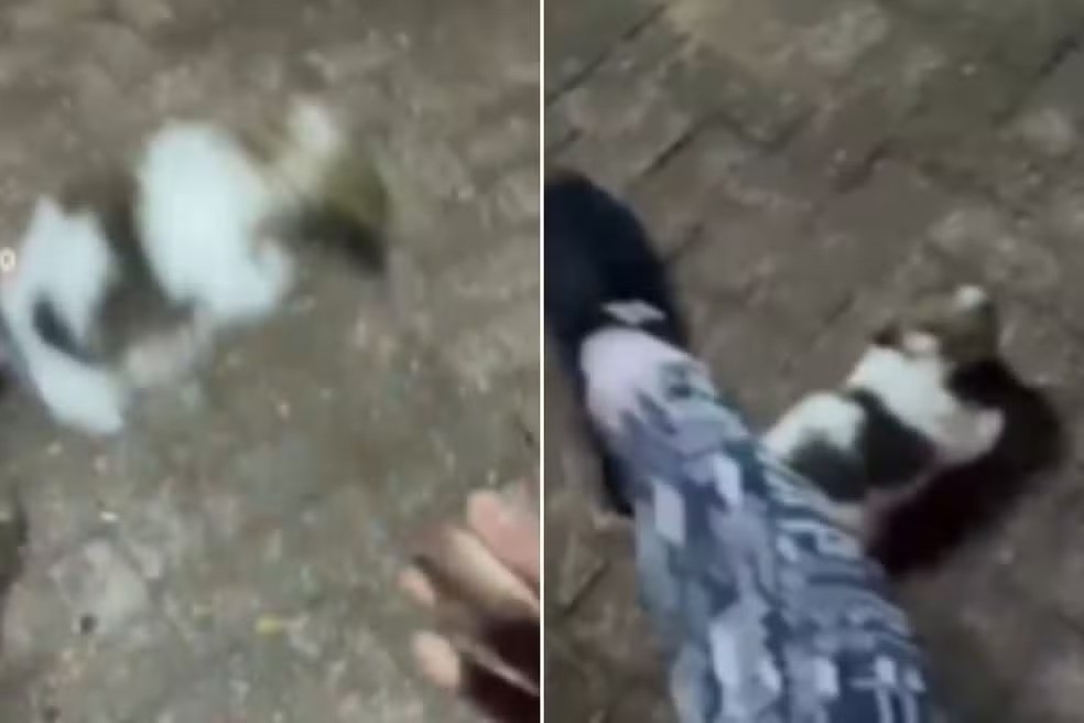 Saiba como estava o filhote de shih-tzu de 40 dias resgatado após agressões de influenciadora em MS; vídeo