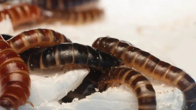 Pesquisadores usam larvas de farinha para combater o problema dos resíduos plásticos na África; entenda