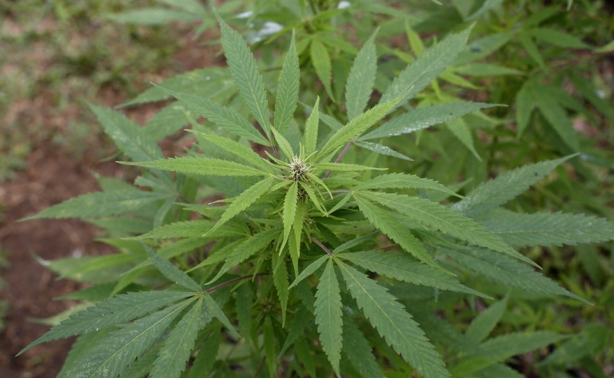 Plantação de maconha