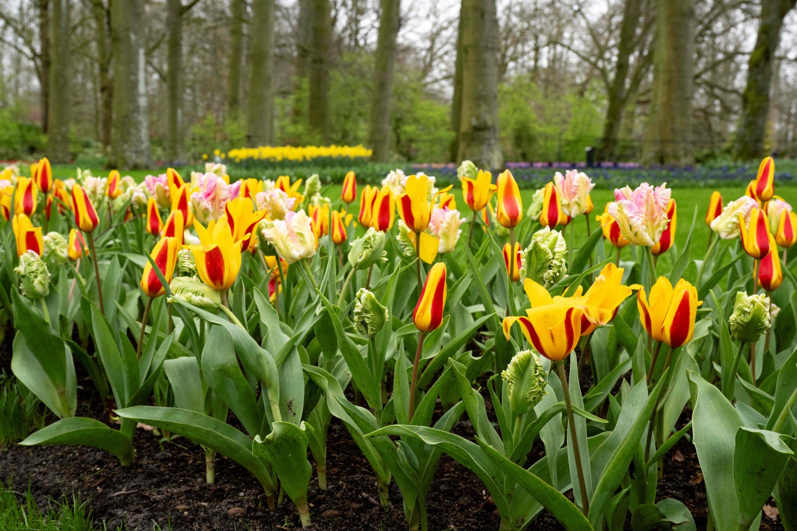 Tulip garden at Keukenhof Gardens in Lisse, near Amsterdam, Netherlands — Photo: Nick Gammon / AFP