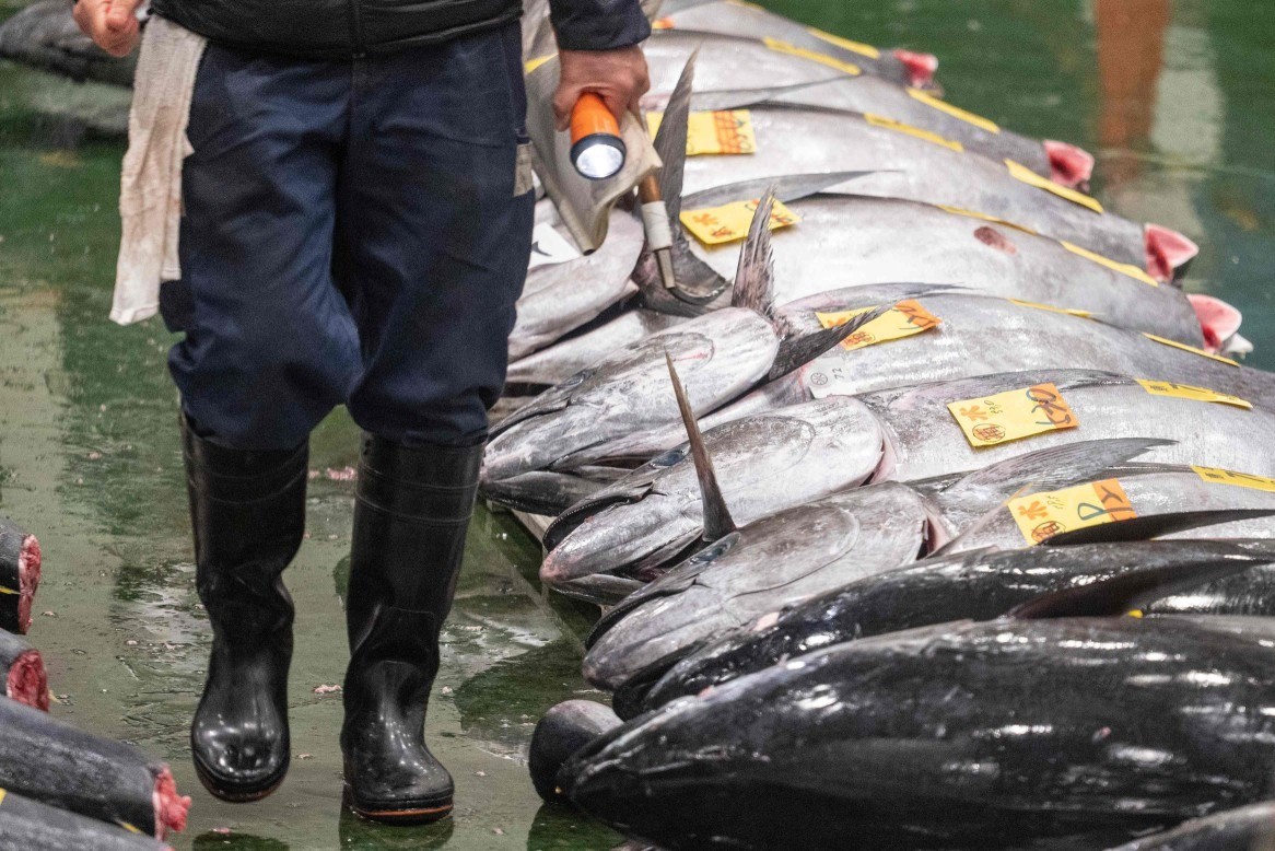 Um homem passa por atuns enfileirados enquanto vendedores atacadistas e compradores participam do leilão de atum de Ano Novo no mercado de peixes de Toyosu — Foto: Richard Brooks/AFP