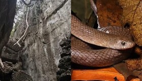 Cientistas descobrem nova espécie de cobra que escala penhascos com seus dentes
